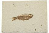 Fossil Fish (Knightia) - Wyoming #233161-1